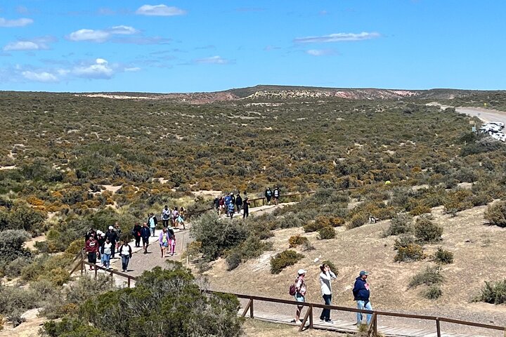 Walk with the Penguins- EARLY BOOKING -20% OFF Cruise Passengers