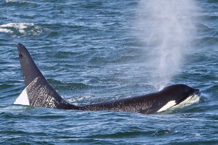 Victoria Whale Watch Tour