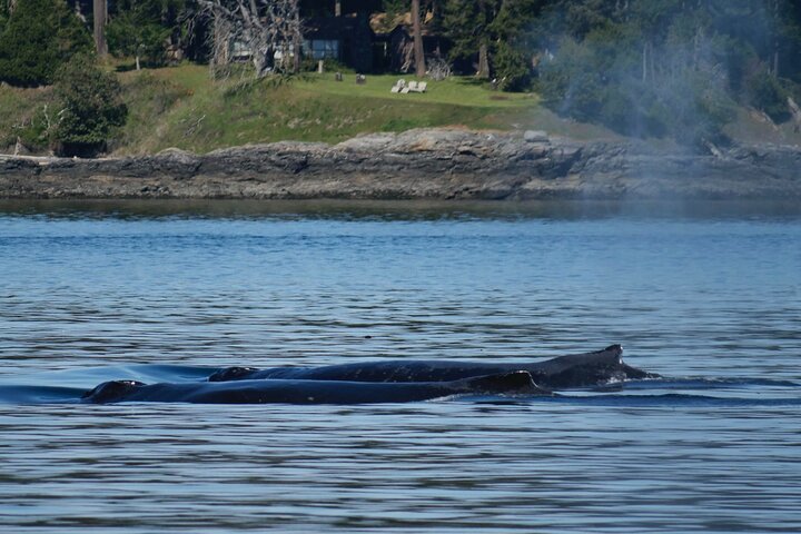 Victoria Whale Watch Tour