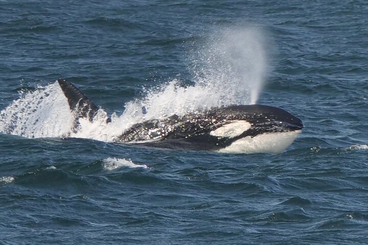 Victoria Whale Watch Tour