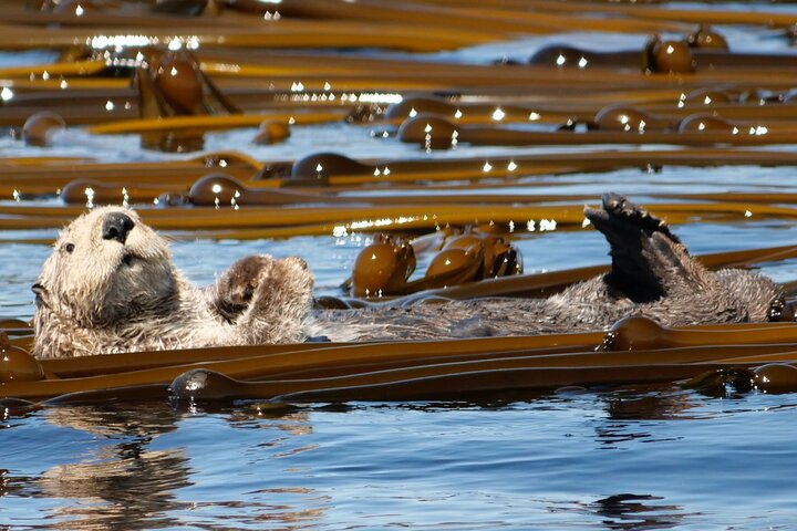 Victoria Whale Watch Tour