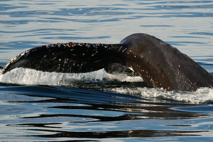 Victoria Whale Watch Tour
