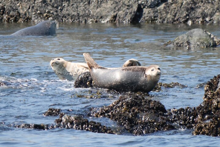 Victoria Whale Watch Tour