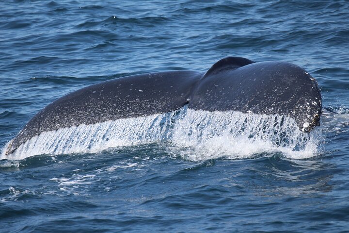 Victoria Whale Watch Tour