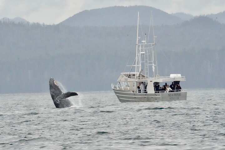 Experience Incredible Marine Wildlife Tour