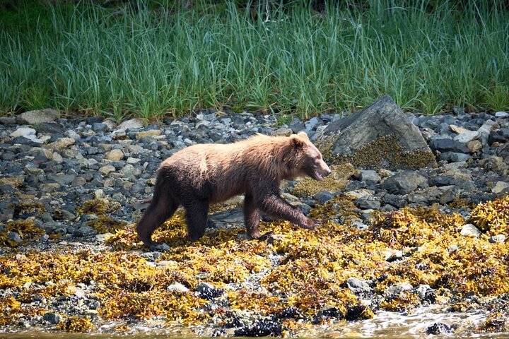 Experience Incredible Marine Wildlife Tour