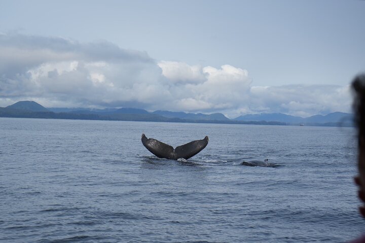Experience Incredible Marine Wildlife Tour