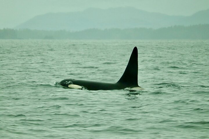 Experience Incredible Marine Wildlife Tour