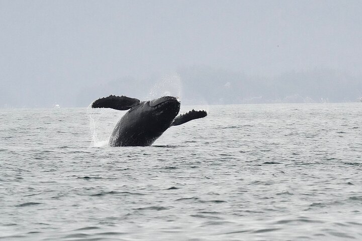 Sitka Premier Whale Watching and Wildlife Tour