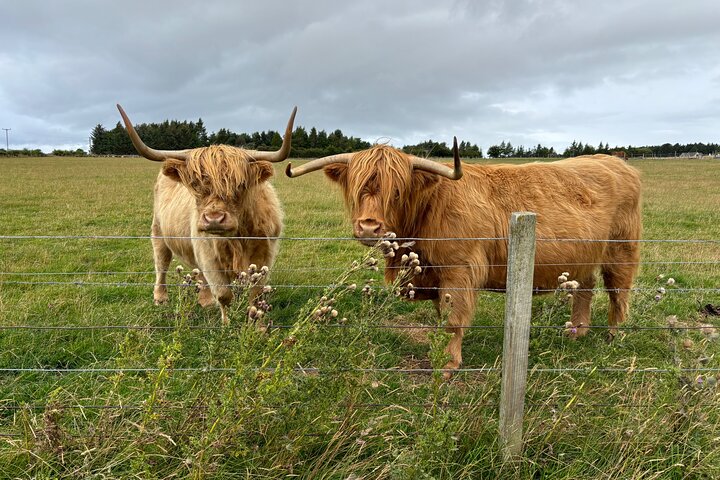 Invergordon Private Sheepdogs, Highland cows and Castle Tour
