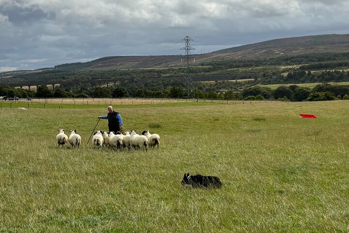Invergordon Private Sheepdogs, Highland cows and Castle Tour