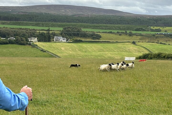 Invergordon Private Sheepdogs, Highland cows and Castle Tour