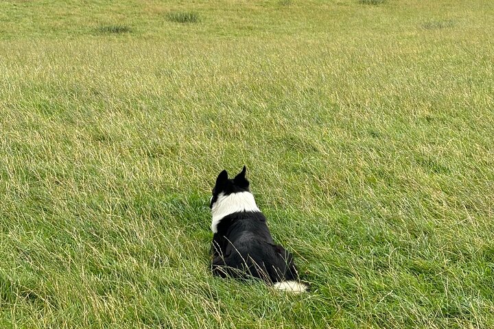 Invergordon Private Sheepdogs, Highland cows and Castle Tour