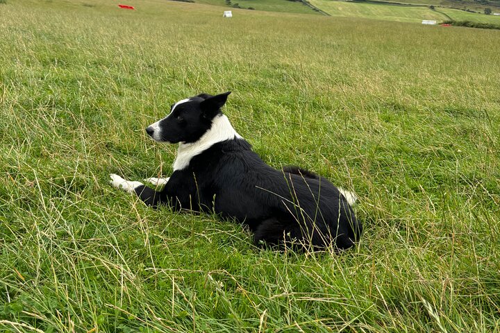 Invergordon Private Sheepdogs, Highland cows and Castle Tour