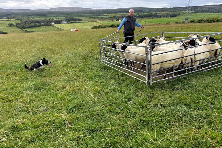 Invergordon Private Sheepdogs, Highland cows and Castle Tour