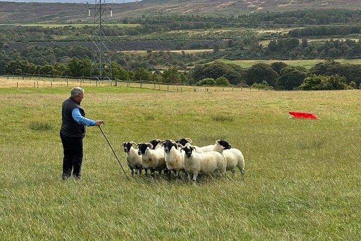 Invergordon Private Sheepdogs, Highland cows and Castle Tour