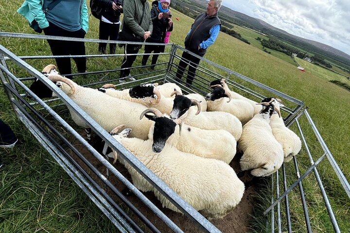 Invergordon Private Sheepdogs, Highland cows and Castle Tour