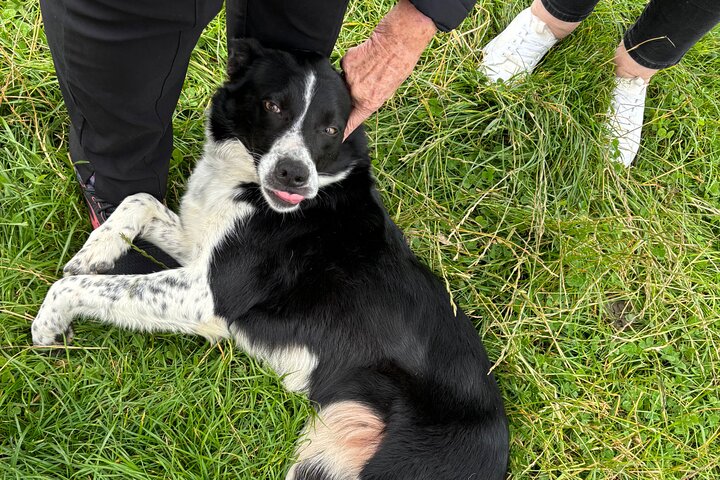Invergordon Private Sheepdogs, Highland cows and Castle Tour