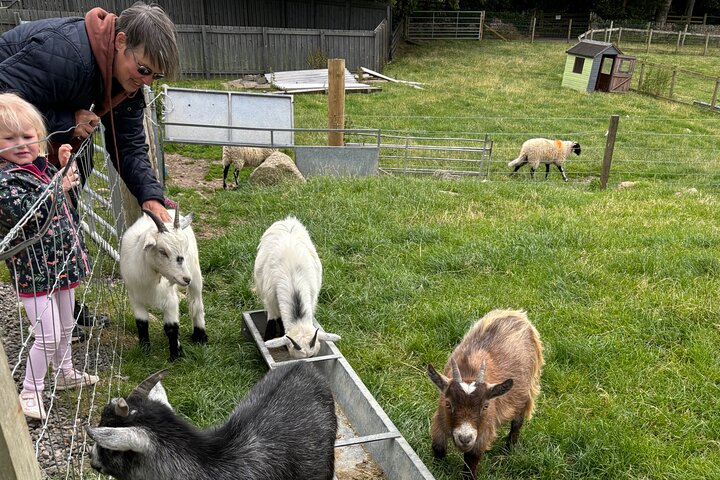 Invergordon Private Sheepdogs, Highland cows and Castle Tour