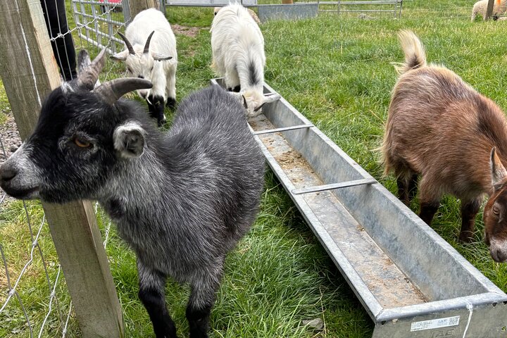Invergordon Private Sheepdogs, Highland cows and Castle Tour