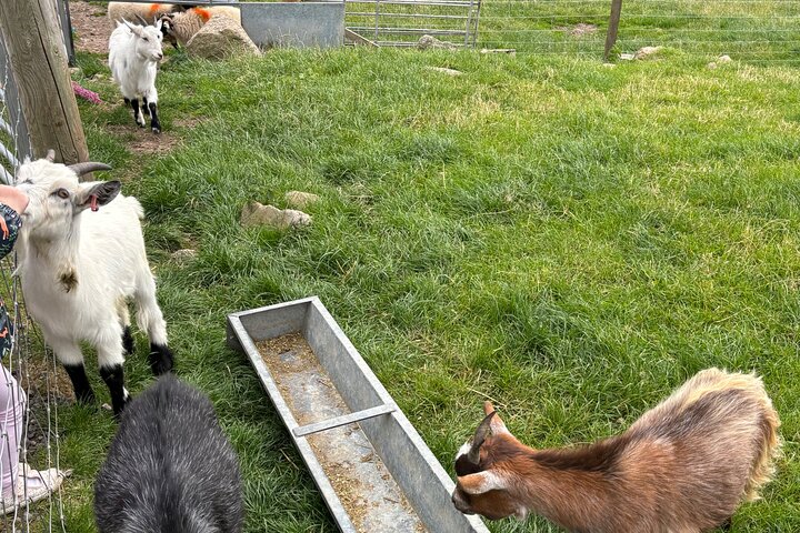 Invergordon Private Sheepdogs, Highland cows and Castle Tour