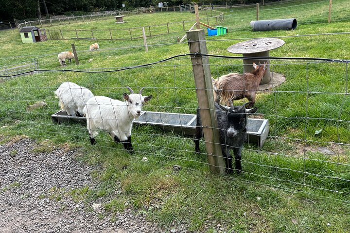 Invergordon Private Sheepdogs, Highland cows and Castle Tour