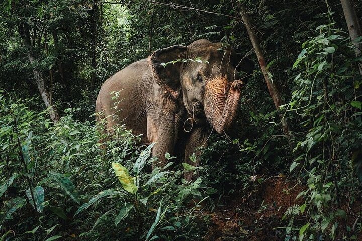 Phuket Elephant Nature Reserve Ethical Sanctuary