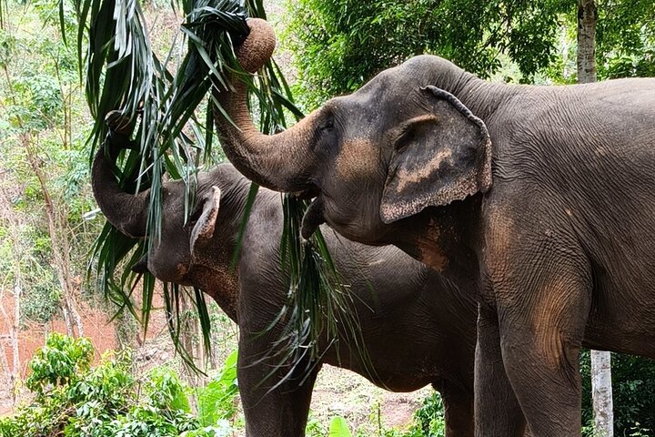 Phuket Elephant Nature Reserve Ethical Sanctuary