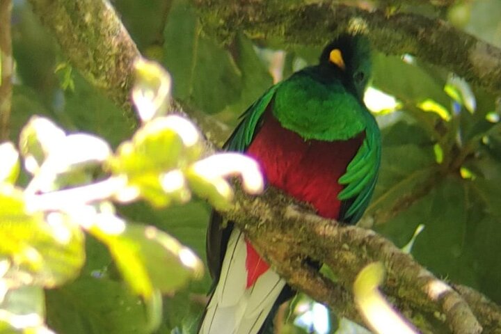 Guided tour in the Curicancha Reserve