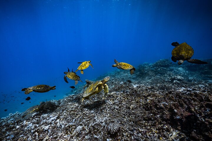 Maui: 2.5 Hour Xpress Snorkel from Ka’anapali Beach