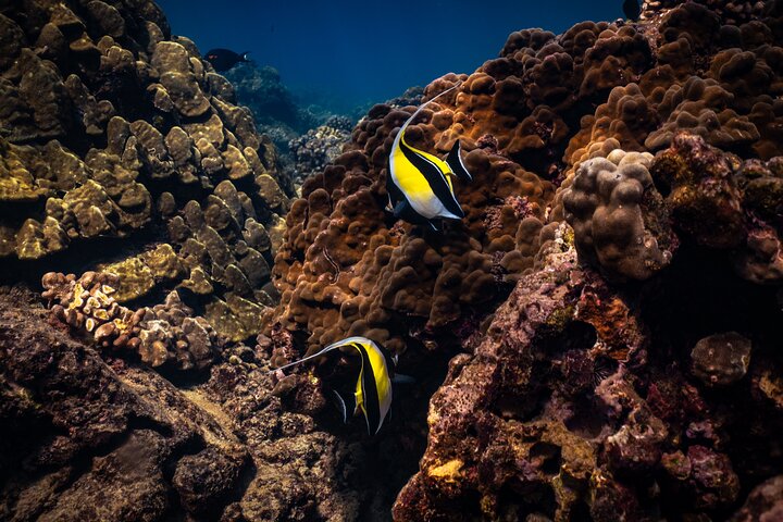 Maui: 2.5 Hour Xpress Snorkel from Ka’anapali Beach