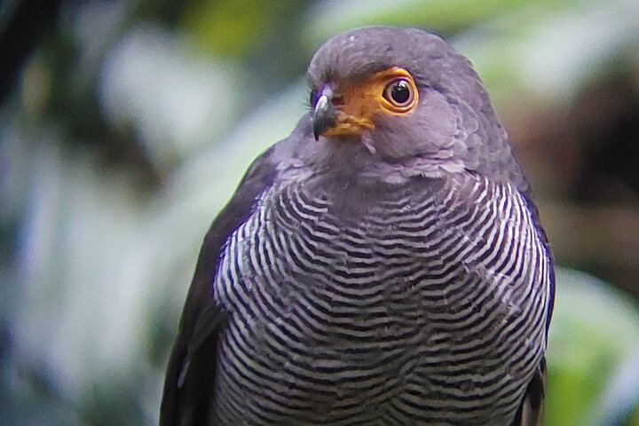 Guided tour in the Curicancha Reserve