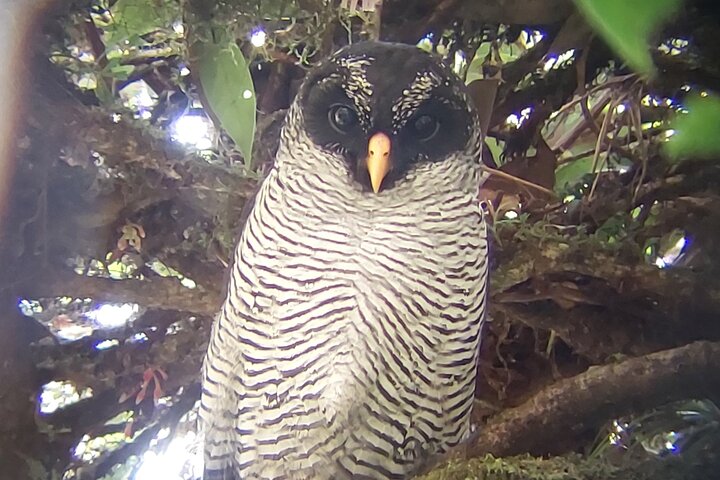 Guided tour in the Curicancha Reserve
