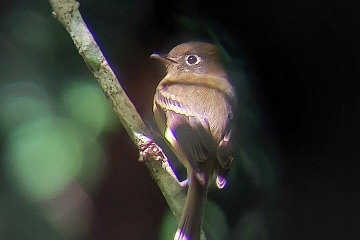 Guided tour in the Curicancha Reserve