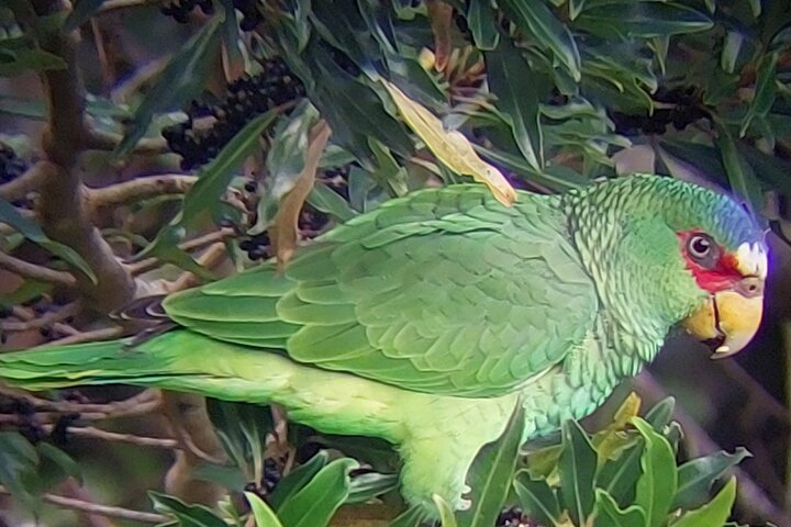 Guided tour in the Curicancha Reserve