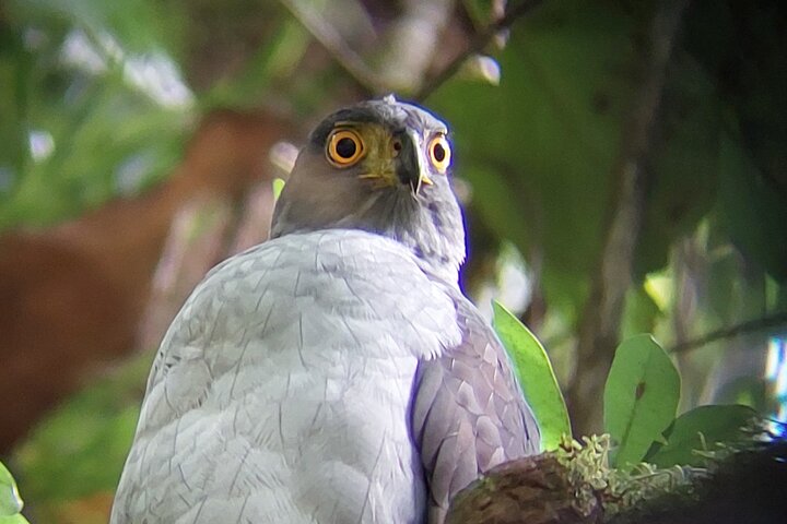 Guided tour in the Curicancha Reserve