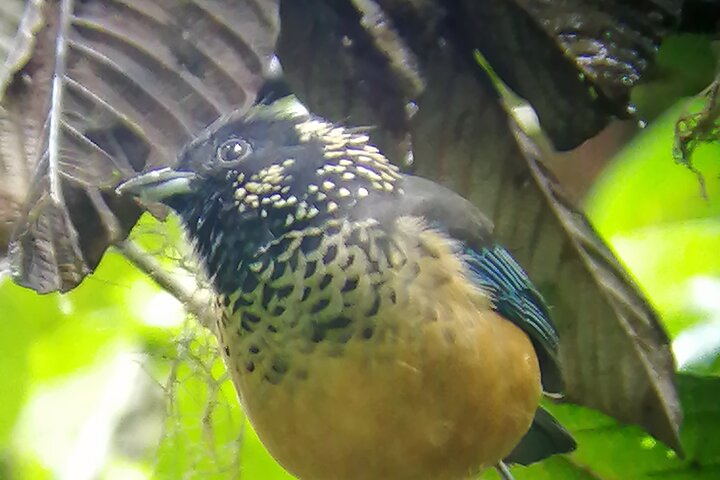 Guided tour in the Curicancha Reserve