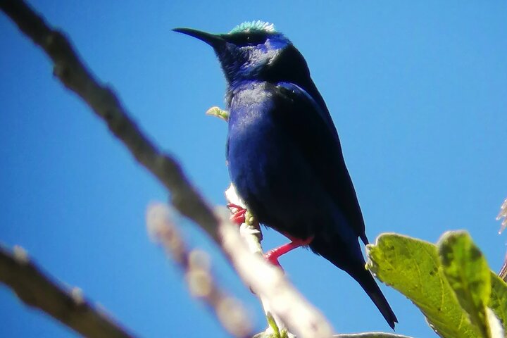 Guided tour in the Curicancha Reserve