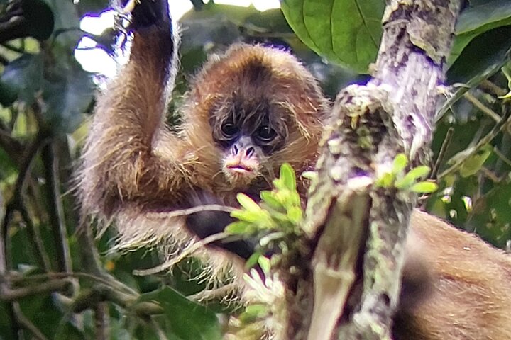 Guided tour in the Curicancha Reserve