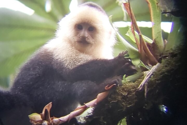 Guided tour in the Curicancha Reserve