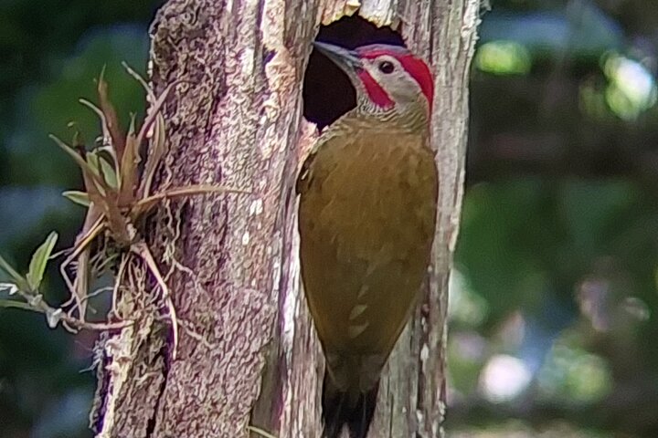 Guided tour in the Curicancha Reserve