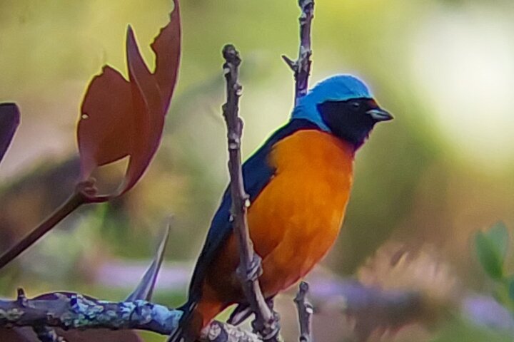 Guided tour in the Curicancha Reserve