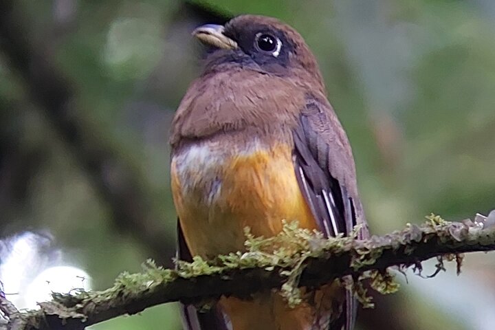 Guided tour in the Curicancha Reserve