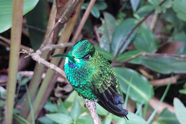 Guided tour in the Curicancha Reserve