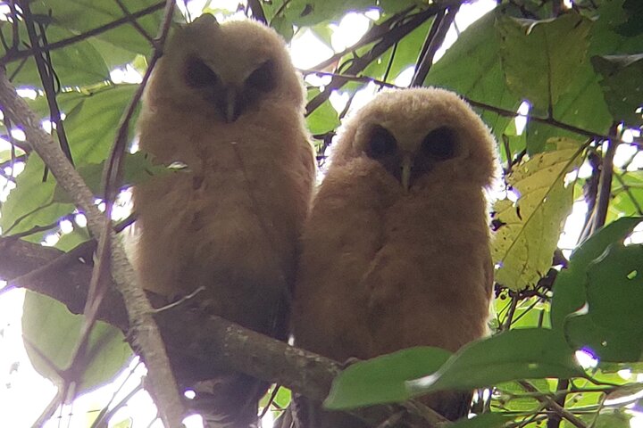 Guided tour in the Curicancha Reserve