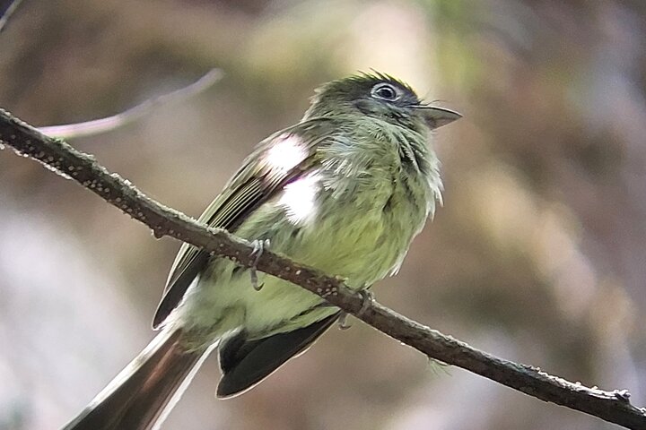 Guided tour in the Curicancha Reserve