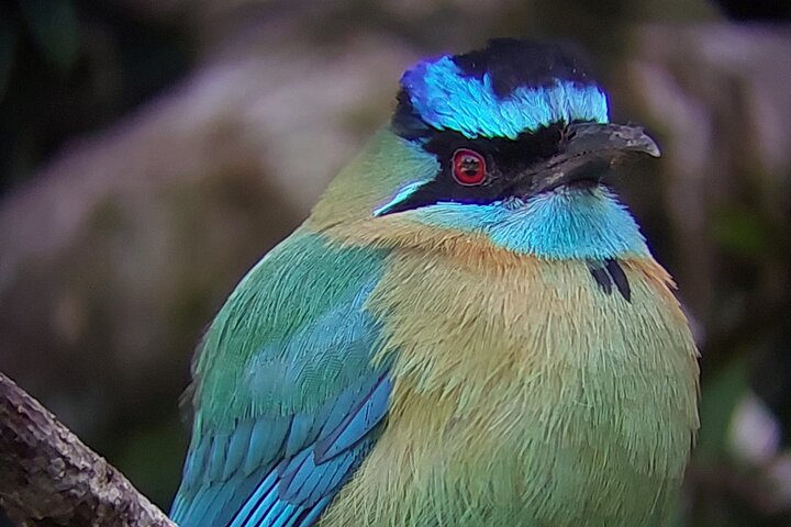 Guided tour in the Curicancha Reserve