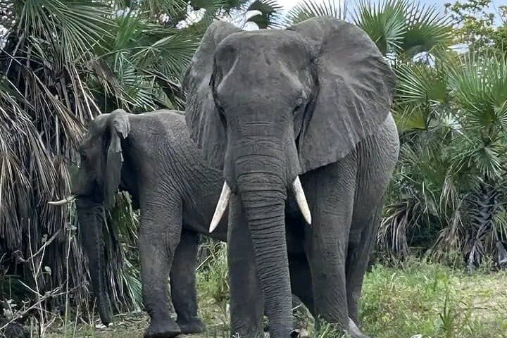 Exclusive Game Drive & White Rhino Safari in Livingstone Zambia