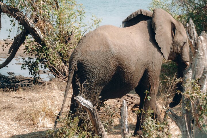Exclusive Game Drive & White Rhino Safari in Livingstone Zambia