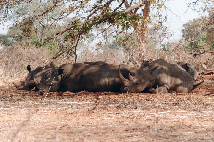 Exclusive Game Drive & White Rhino Safari in Livingstone Zambia